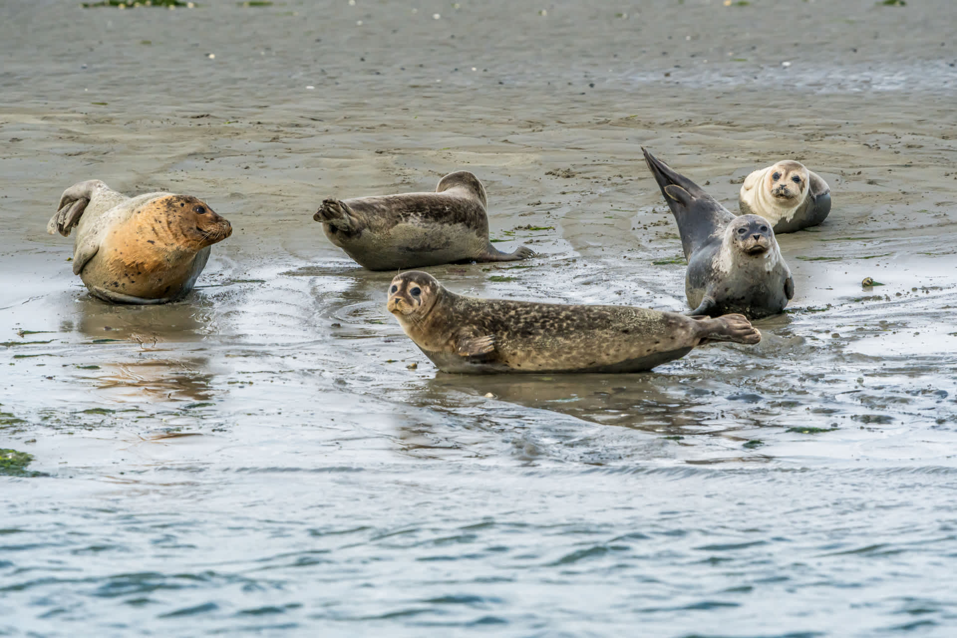 Zeehonden op zandbank bij Schouwen-Duiveland